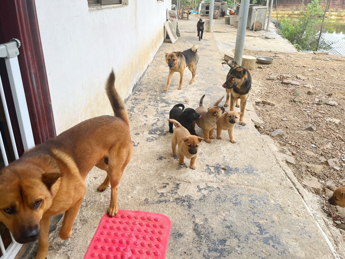 伟鹏哥家团建06