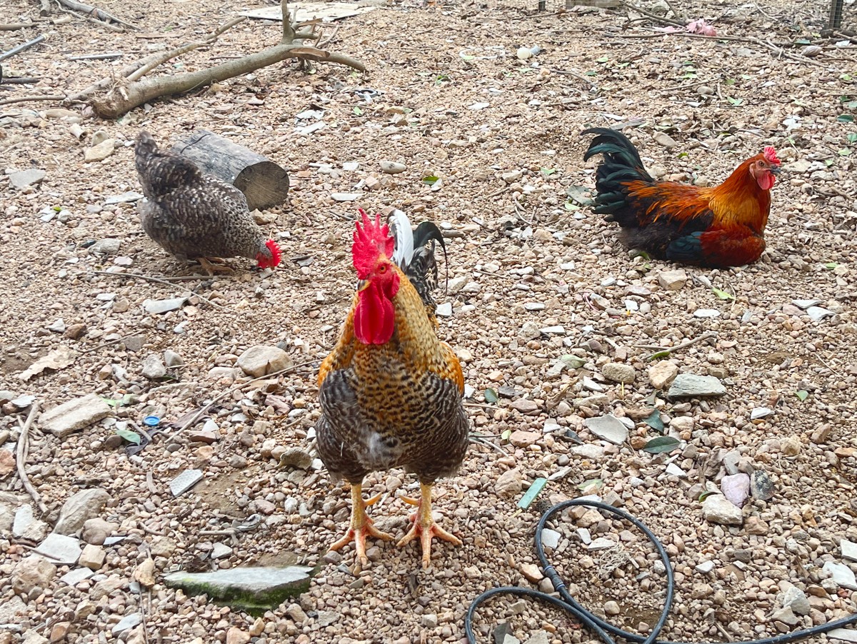 伟鹏哥家团建07